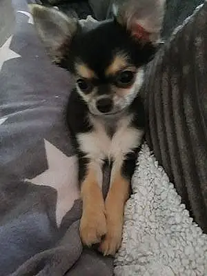 Nom Chihuahua Chien Chicco