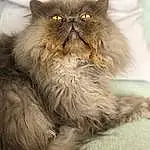 Chat, Small To Medium-sized Cats, Felidae, Moustaches, Persan, Domestic Long-haired Cat, British Longhair, Carnivore, British Semi-longhair, NorvÃ©gien, Poil, Yeux, Museau, Asian Semi-longhair, Faon, Maine Coon