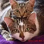 Chat, Felidae, Carnivore, Small To Medium-sized Cats, Iris, Moustaches, Museau, Close-up, Poil, Domestic Short-haired Cat, Patte, FenÃªtre, Griffe, Photography