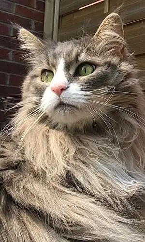 Nom Maine Coon Chat Mindy