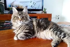 Nom Maine Coon Chat Poly