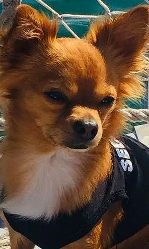 Nom Chihuahua Chien Bou