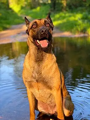 Nom Berger Malinois Chien Pagaille