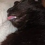 Chat, Felidae, Human Body, Carnivore, Moustaches, Small To Medium-sized Cats, Bombay, Museau, Chats noirs, Queue, Race de chien, Foot, Domestic Short-haired Cat, Poil, Griffe, Carmine, Patte, Magenta, Terrestrial Animal