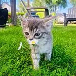 Chat, Plante, Wheel, Felidae, Tire, Carnivore, Small To Medium-sized Cats, Herbe, Moustaches, Faon, Arbre, Groundcover, Queue, Pelouse, Museau, Grassland, Poil, Domestic Short-haired Cat, Terrestrial Animal