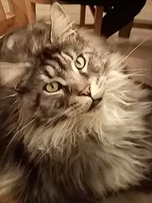 Nom Maine Coon Chat Norman