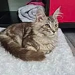 Chat, Felidae, Carnivore, Small To Medium-sized Cats, Moustaches, Faon, Comfort, Queue, Museau, Bed, Patte, Bois, Griffe, Poil, Domestic Short-haired Cat, Plante, Assis, NorvÃ©gien