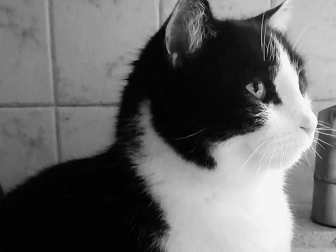 Chat, Small To Medium-sized Cats, Moustaches, Blanc, Felidae, Black, Black-and-white, Domestic Short-haired Cat, Carnivore, Poil, Yeux, Museau, Noir & Blanc, Monochrome, Queue, Polydactyl Cat, Photography, American Wirehair, Style, European Shorthair