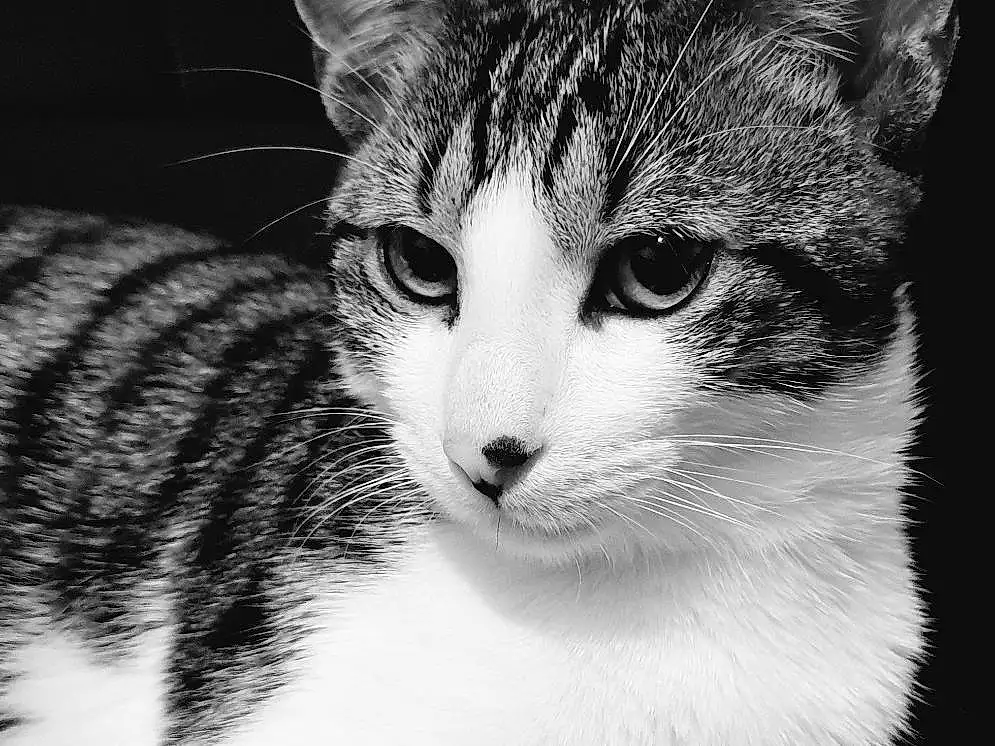 Chat, Moustaches, Small To Medium-sized Cats, Blanc, Felidae, Black-and-white, Black, Monochrome, Carnivore, Domestic Short-haired Cat, Yeux, Museau, American Wirehair, Noir & Blanc, Chatons, Chat tigrÃ©, Chat de lâ€™EgÃ©e, Poil, Asiatique