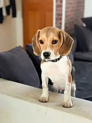 Nom Beagle Chien Sisko