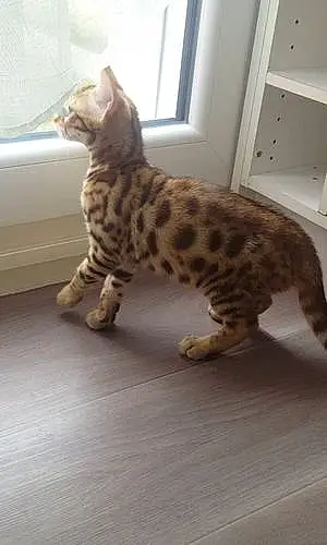 Nom Bengal Chat Nolly