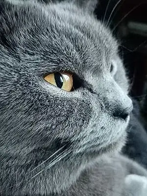 Nom Chartreux Chat Paddy