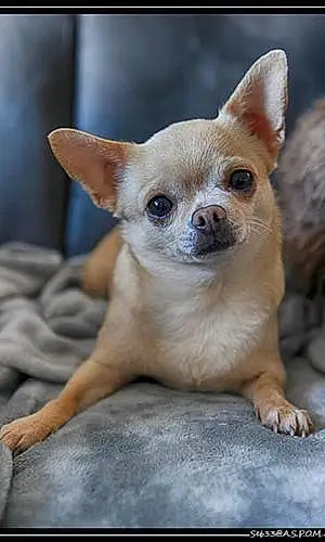 Nom Chihuahua Chien Moumouche