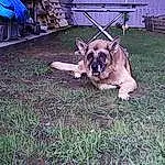 Chien, Carnivore, Race de chien, Herbe, Faon, Chien de compagnie, Museau, Pelouse, Plante, Working Dog, Chair, Electric Blue, Toy Dog, Molosser, Canidae, Guard Dog, Soil, Working Animal, Garden Hose, Yard