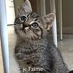 Chat, FenÃªtre, Felidae, Carnivore, Small To Medium-sized Cats, Moustaches, Grey, Door, Museau, Queue, Terrestrial Animal, Poil, Domestic Short-haired Cat, Griffe, Patte, Assis