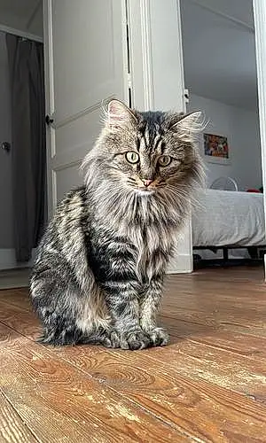 Nom Maine Coon Chat Hector