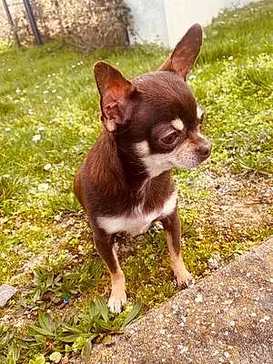 Nom Chihuahua Chien Peppa