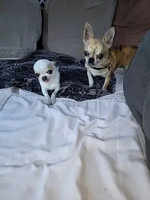 Nom Chihuahua Chien Dior