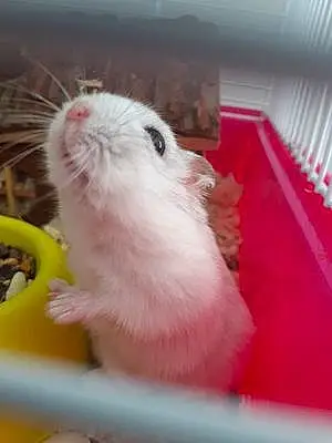 Hamster Russe Pascal Le Hamster