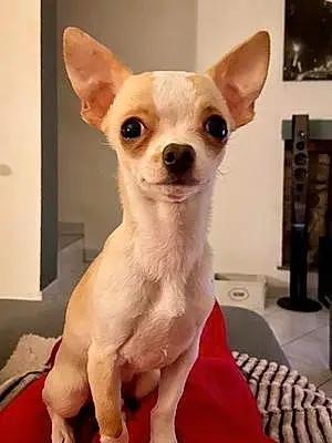 Nom Chihuahua Chien Playboy