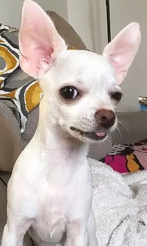 Nom Chihuahua Chien Kally