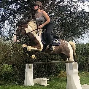 Welsh Pony and Cob Bly