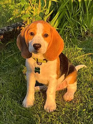 Nom Beagle Chien Stanley