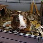 Cage, Guinea Pig, Gerbil, Rodent, Hamster, Animal Shelter, Muridae, Moustaches, Muroidea, Museau, Mouse, Rat, Faon