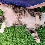 Chat, Felidae, Carnivore, Small To Medium-sized Cats, Moustaches, Herbe, Museau, Queue, Terrestrial Animal, Patte, Domestic Short-haired Cat, Griffe, Poil, Lap, Sieste, Foot, Sleep, Comfort