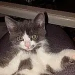 Chat, Small To Medium-sized Cats, Moustaches, Felidae, Carnivore, Domestic Short-haired Cat, Chatons, American Wirehair, European Shorthair, Chat de lâ€™EgÃ©e, Polydactyl Cat, NorvÃ©gien, Poil