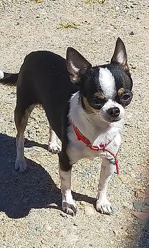 Nom Chihuahua Chien Olive