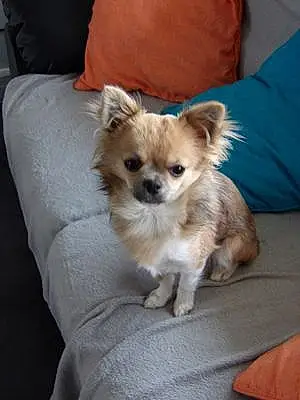 Nom Chihuahua Chien Sissy