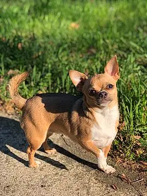 Nom Chihuahua Chien Moumou