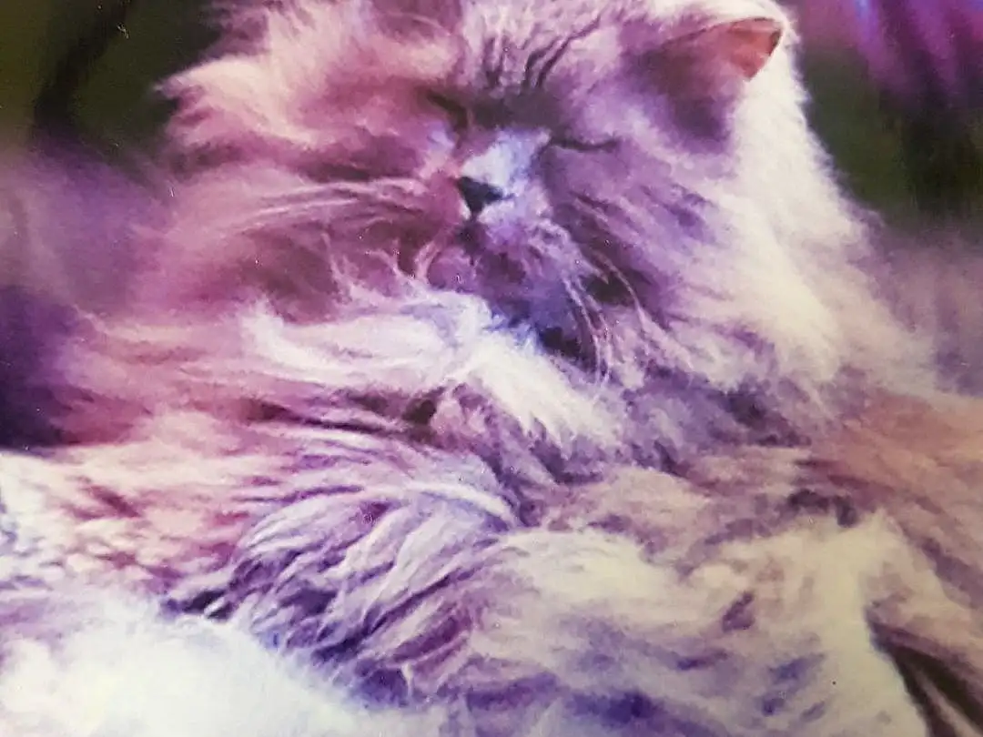 Chat, Carnivore, Felidae, Purple, Moustaches, Small To Medium-sized Cats, Museau, Poil, Magenta, Electric Blue, British Longhair, Terrestrial Animal, Comfort, Patte, Persan, Queue