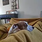 Canidae, Chien, Race de chien, Whippet, Weimaraner, Carnivore, Meubles, Room, Comfort, Sieste, Faon, Couch, Lurcher, Italian Greyhound, Bed Sheet, Bedroom, Pointer, Great Dane, Greyhound
