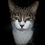 Chat, Moustaches, Small To Medium-sized Cats, Felidae, Nez, Domestic Short-haired Cat, Yeux, European Shorthair, Chat tigrÃ©, Museau, Carnivore, American Wirehair, Chat de lâ€™EgÃ©e, Close-up, Ojos Azules, Oreille, Asiatique, Chatons, Poil