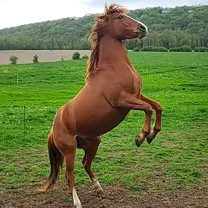 Quarter Horse May