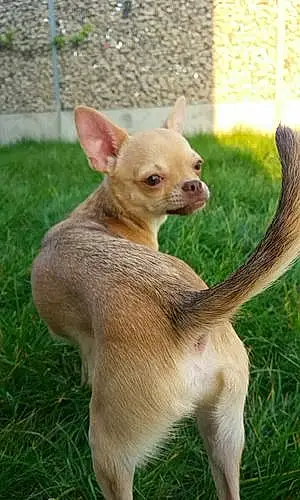 Nom Chihuahua Chien Pouky