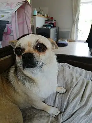 Nom Chihuahua Chien Plutô