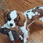 Chien, Race de chien, Canidae, King Charles Spaniel, Carnivore, Cavalier King Charles Spaniel, Chien de compagnie, Chiots, Ã‰pagneul, Museau, Toy Dog, Rare Breed (dog), French Spaniel, Cocker Spaniel, Faon, Dog Toy, Russian Spaniel