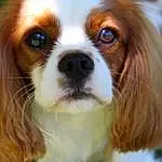 Chien, Race de chien, Canidae, King Charles Spaniel, Cavalier King Charles Spaniel, Carnivore, Chien de compagnie, Museau, PhalÃ¨ne, Ã‰pagneul, Cavalier, Toy Dog, Rare Breed (dog), Faon, Chiots