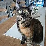 Chat, Table, Felidae, Carnivore, Moustaches, Bois, Small To Medium-sized Cats, Hardwood, Chair, Queue, Outdoor Furniture, Domestic Short-haired Cat, Poil, Houseplant, Patte, Assis, Terrestrial Animal, Desk