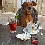Nourriture, Tableware, Chien, Red Russian, Table, Drinkware, Race de chien, Cup, Carnivore, Chien de compagnie, Faon, Drink, Coffee Cup, Juice, Serveware, Museau, Dog Supply, Soft Drink, Cocktail, Plate