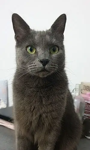Nom Chartreux Chat Harmony