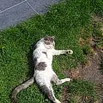 Chat, Felidae, Plante, Carnivore, Small To Medium-sized Cats, Herbe, Groundcover, Road Surface, Moustaches, Terrestrial Animal, Race de chien, Queue, Pelouse, Domestic Short-haired Cat, Asphalt, Poil, Patte, Foot, Sidewalk, Arbre