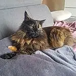 Meubles, Chat, Comfort, Carnivore, Textile, Felidae, Grey, Moustaches, Small To Medium-sized Cats, Couch, Poil, Room, Living Room, Bedding, Sieste, Bed, Maine Coon, Griffe, Domestic Short-haired Cat, Patte