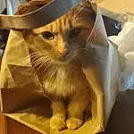 Chat, Felidae, Carnivore, Paper Bag, Moustaches, Small To Medium-sized Cats, Chapi Chapo, Faon, Pet Supply, Museau, Sun Hat, Box, Packaging And Labeling, Poil, Domestic Short-haired Cat, Cat Supply, Cardboard, Paper Product, Queue, Basket