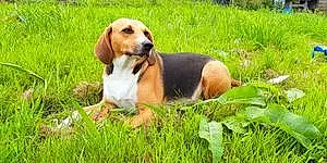 Nom Beagle-harrier Chien Petra