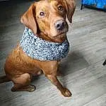 Brown, Chien, Dog Supply, Working Animal, Race de chien, Pet Supply, Carnivore, Bois, Dog Clothes, Liver, Chien de compagnie, Faon, Museau, Hardwood, Canidae, Dog Collar, Queue, Non-sporting Group