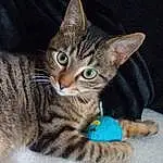 Chat, Small To Medium-sized Cats, Moustaches, Felidae, Chat tigrÃ©, European Shorthair, Carnivore, Domestic Short-haired Cat, Toyger, Dragon Li, Californian Spangled, Chatons, Bengal, Asiatique, Ocicat, Egyptian Mau, Pixie-bob, American Wirehair
